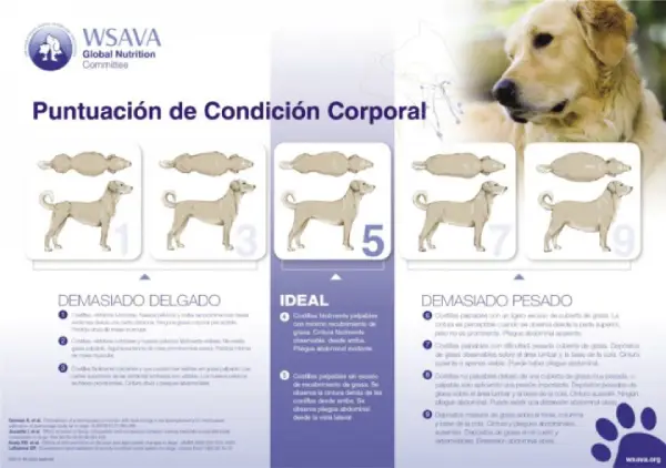 tabla para calcular la puntuación de condición corporal