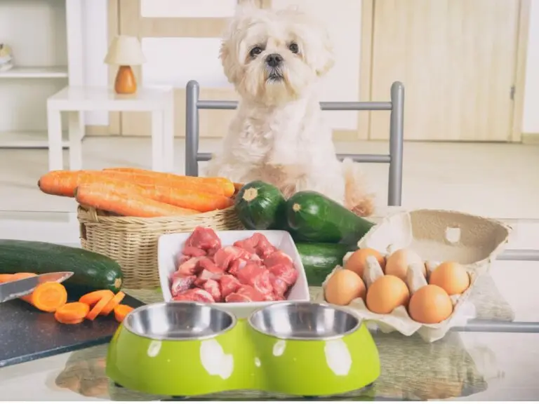 perro sentado en mesa con comida natural